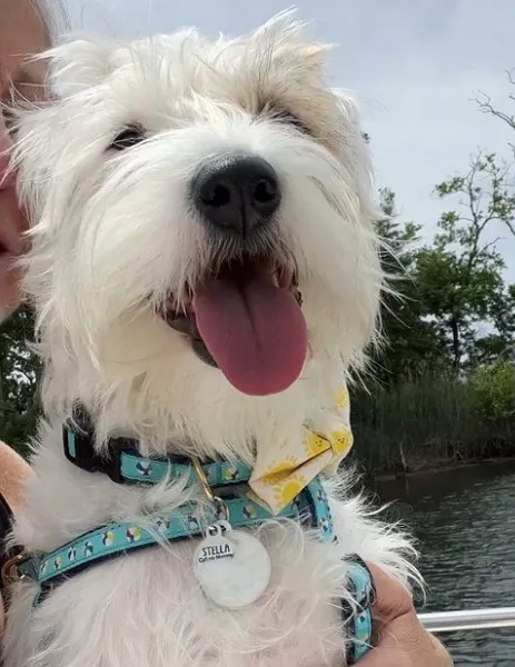 Harness | Beach Balls