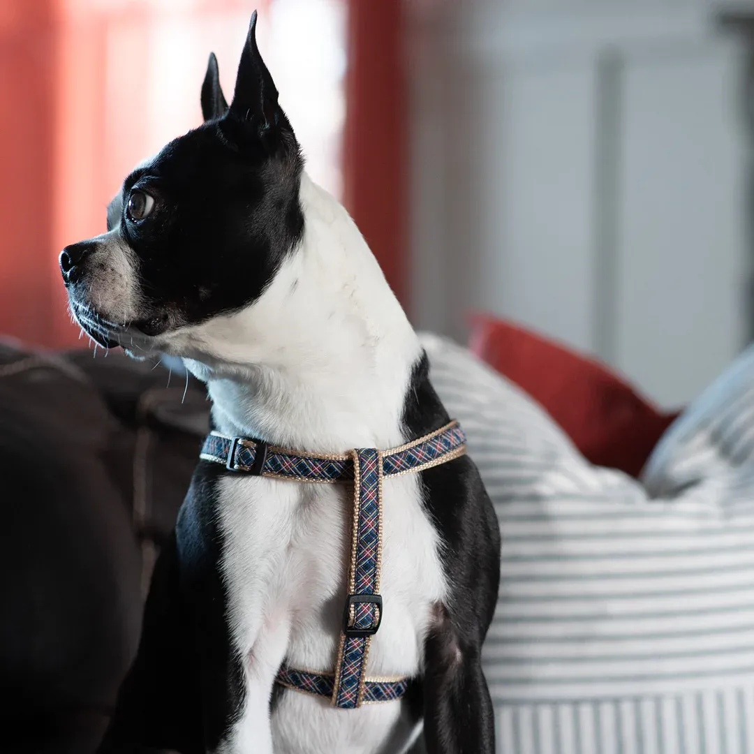 Harness | Black Tartan Plaid
