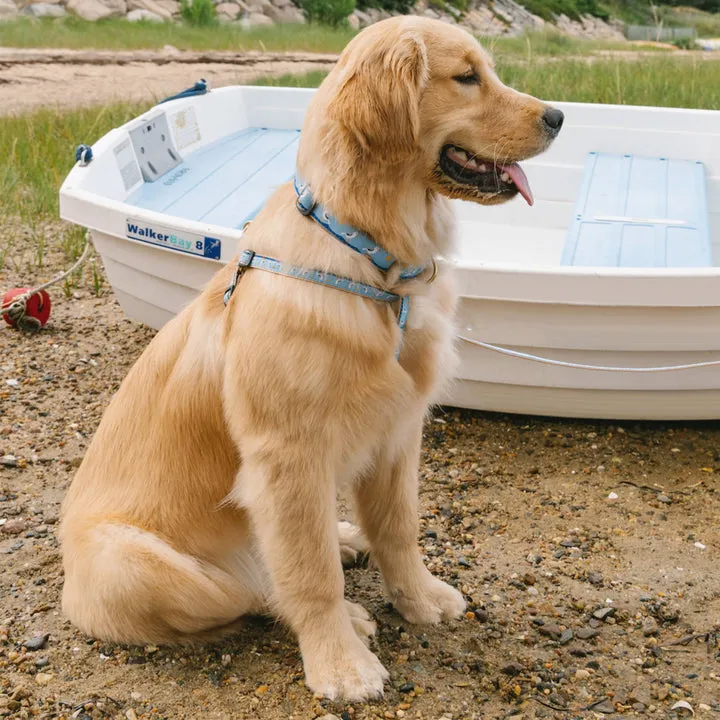 Harness | Gull Watch