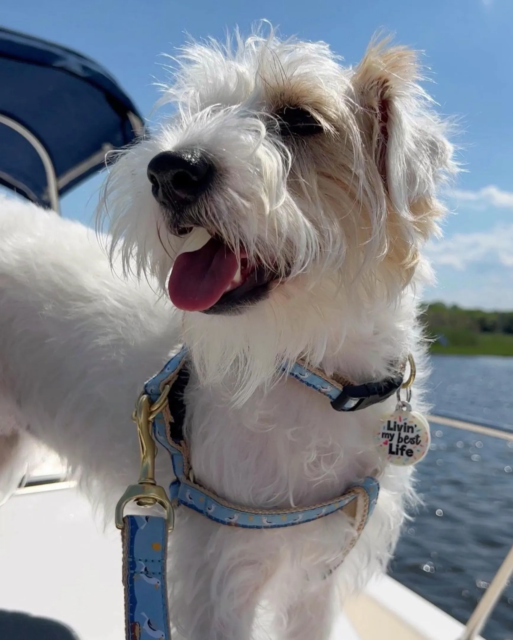Harness | Gull Watch