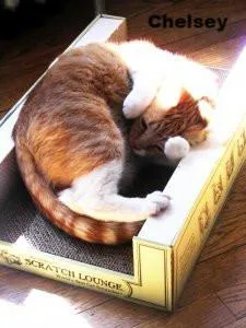 Original Scratch Lounge - Combination Scratching Pad, Bed and Playground