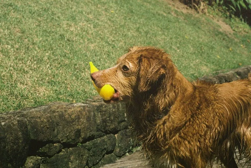 Zee.Dog - Super Banana Dog Toy